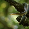 Uzovka stromova - Zamenis longissimus - Aesculapian Snake 5809